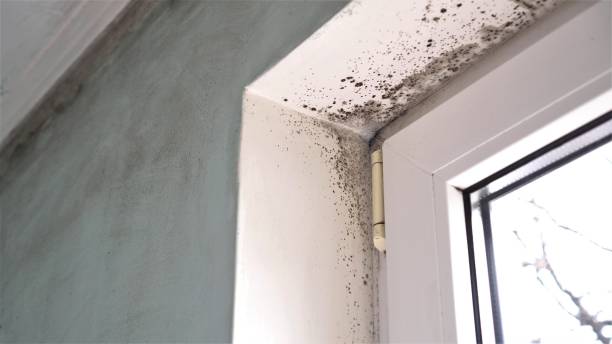 Best Post-Flood Mold Remediation in Gallatin, TN